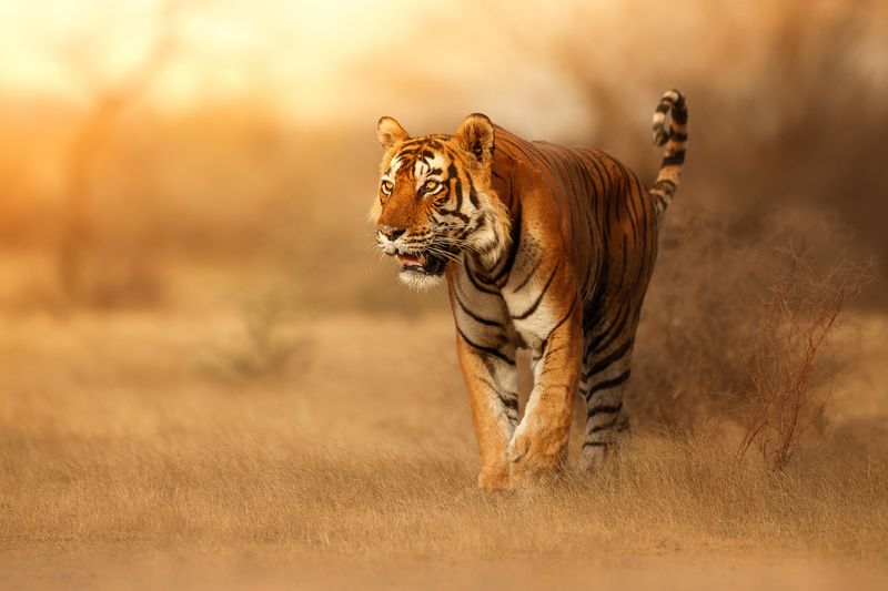 Solitary Majesty