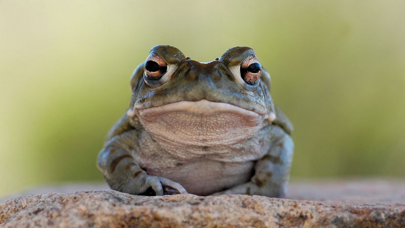 Sonoran Desert Toads