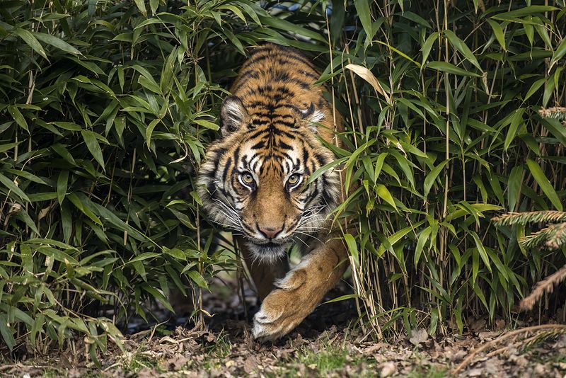 South China Tiger
