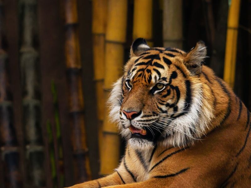 South China Tiger