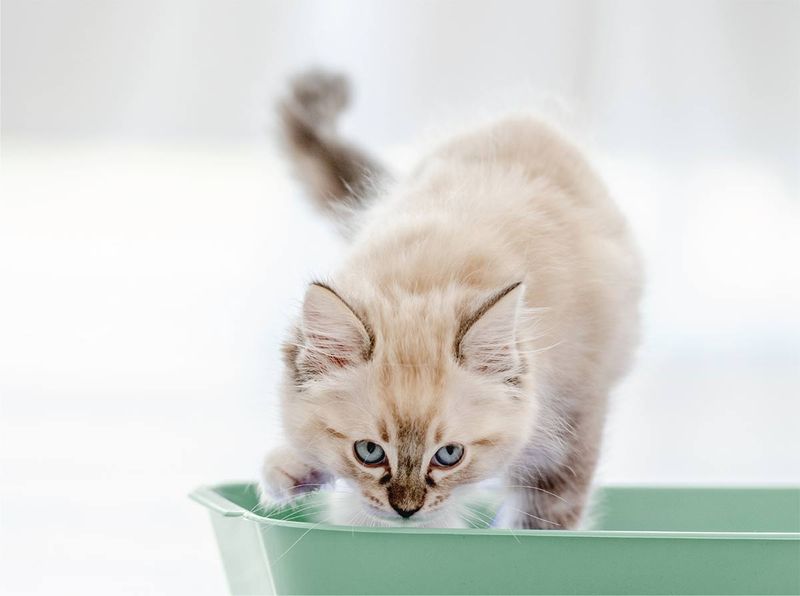 Soybean Serenity Litter