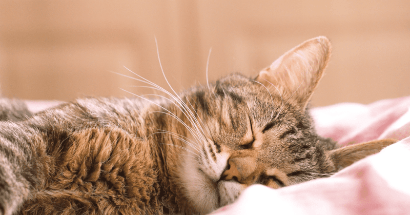 Space-Hogging Sleeping Habits
