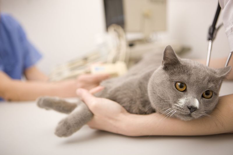 Spaying During Heat Cycles
