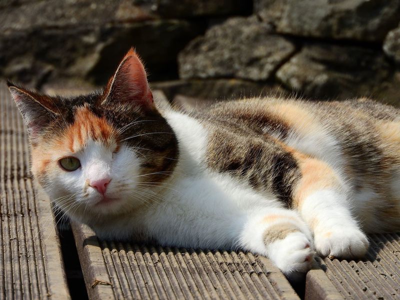 Special Needs Cats