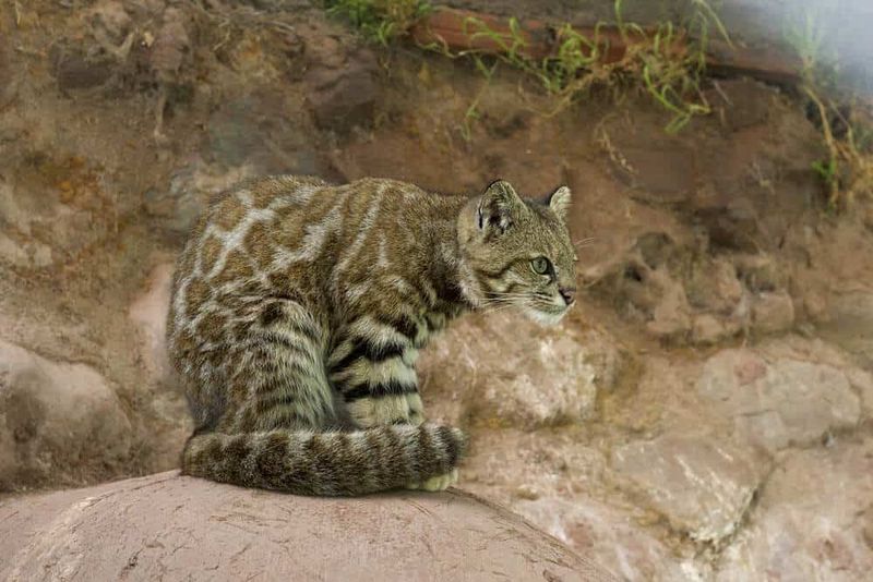 Specialized High-Altitude Hunter
