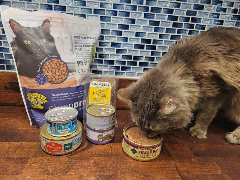 Specialized Senior Cat Food Meets Changing Nutritional Needs