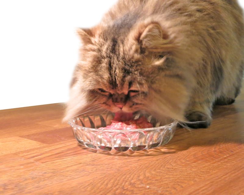 Specialty Diets for Hairball Control