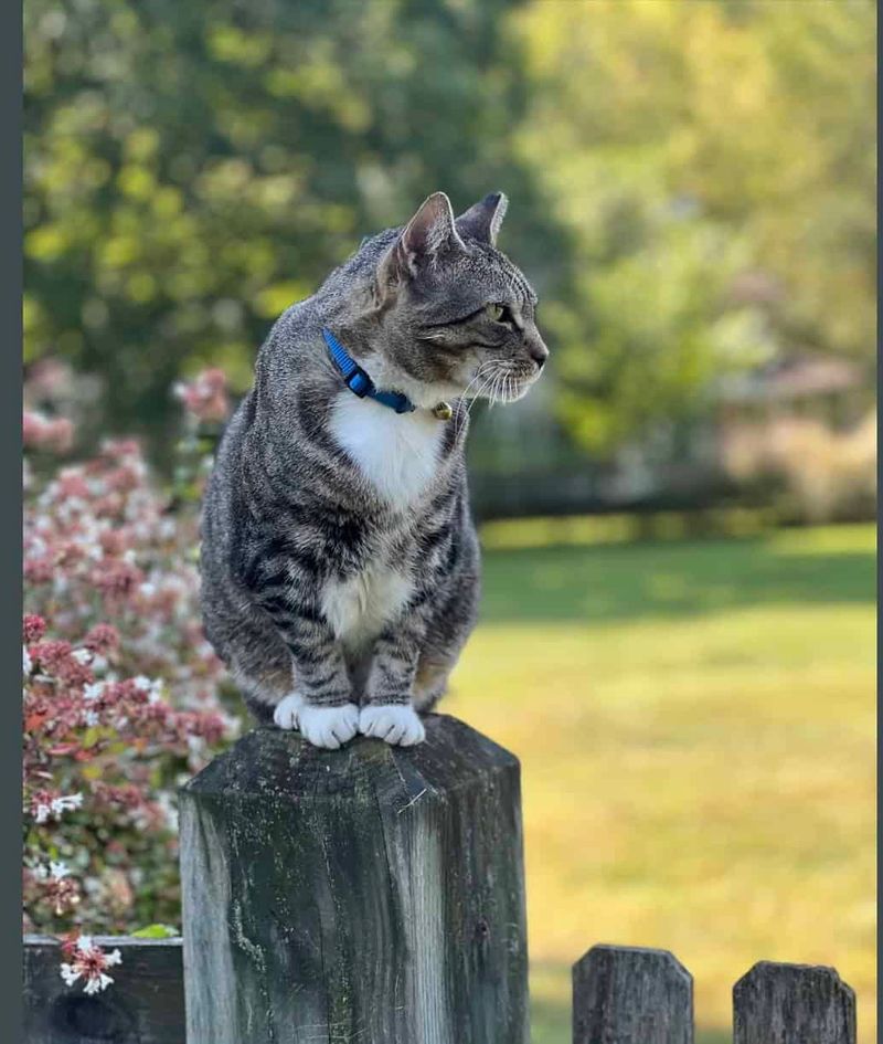 Speckled Tabby