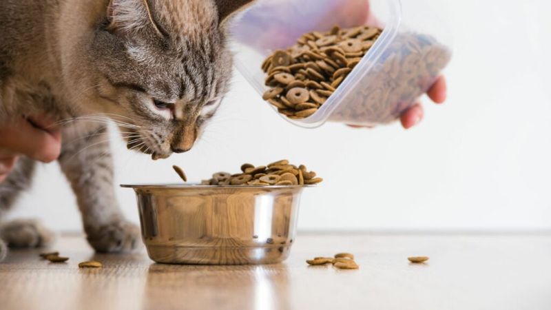 Spending More on Cat Food Than Human Food