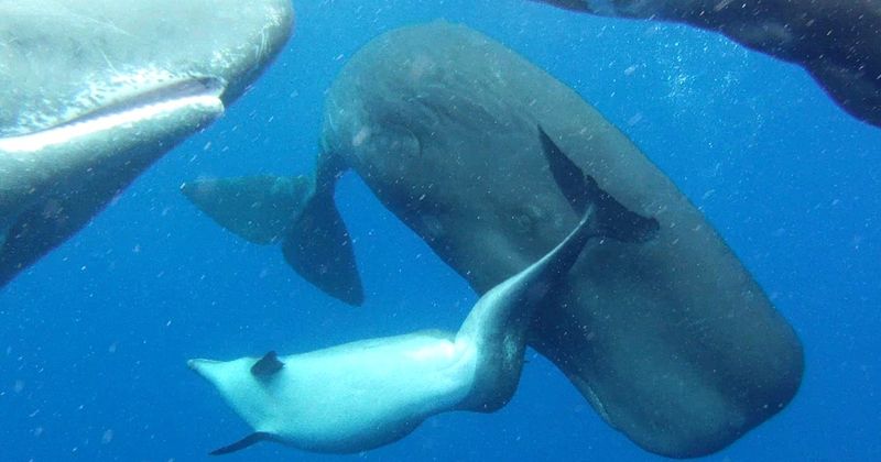 Sperm Whales Form Blended Families