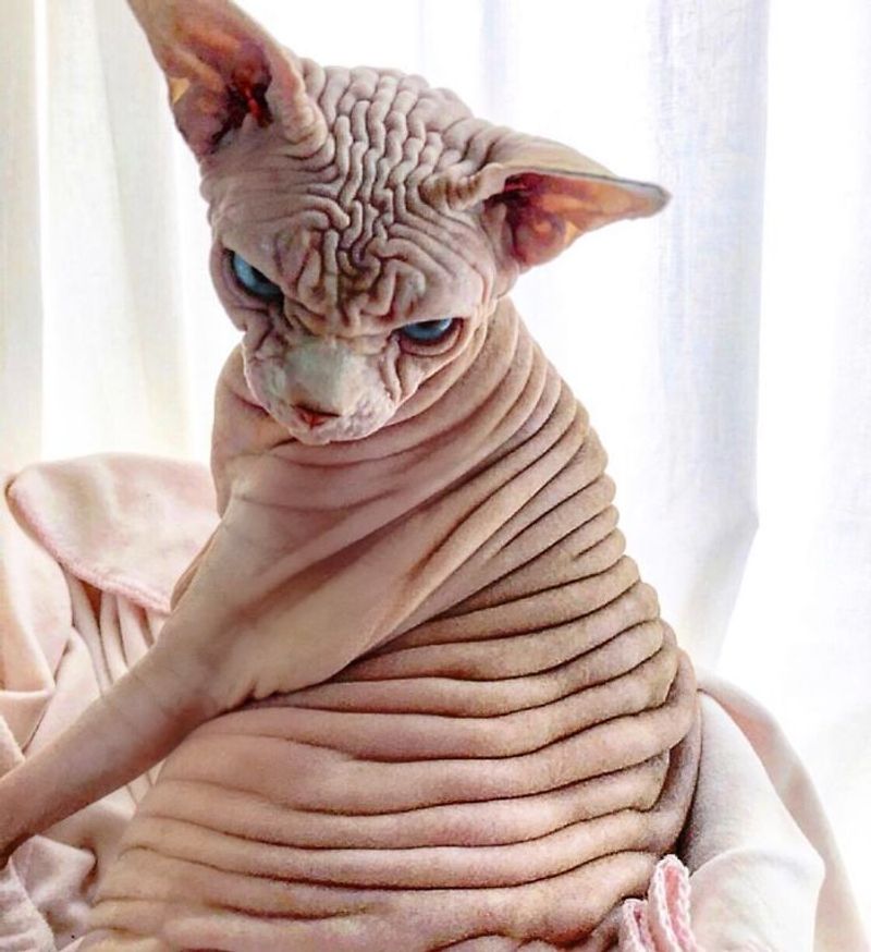 Sphynx – Zephyr