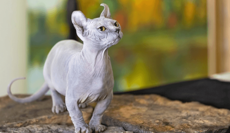 Sphynx