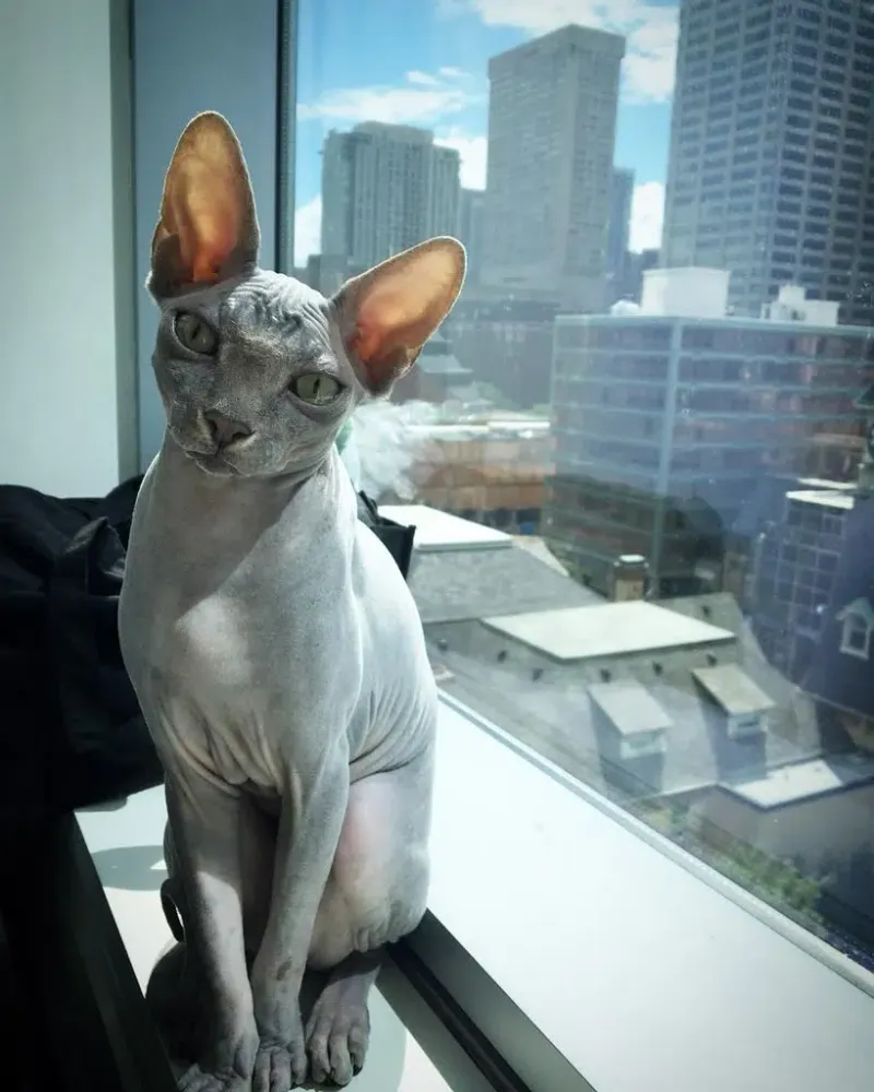 Sphynx