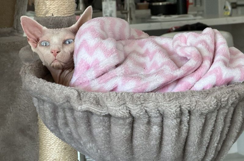 Sphynx