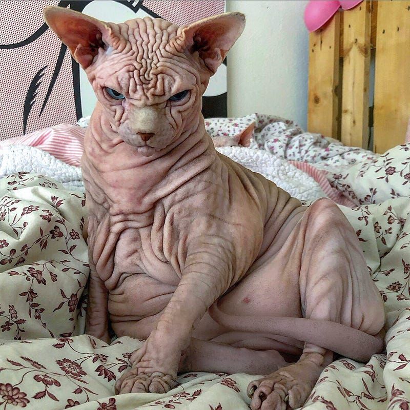Sphynx