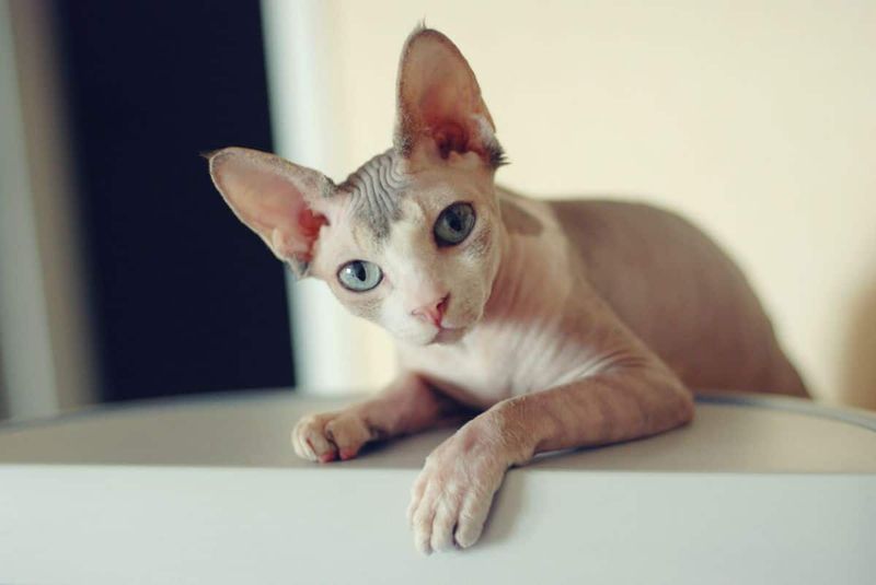 Sphynx