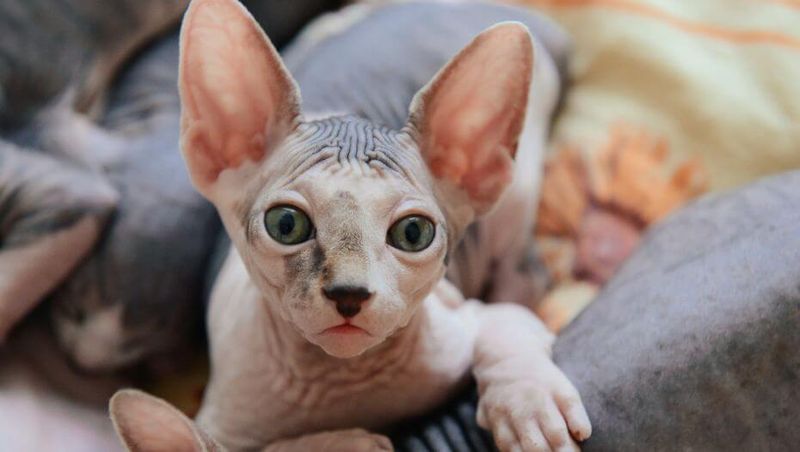 Sphynx