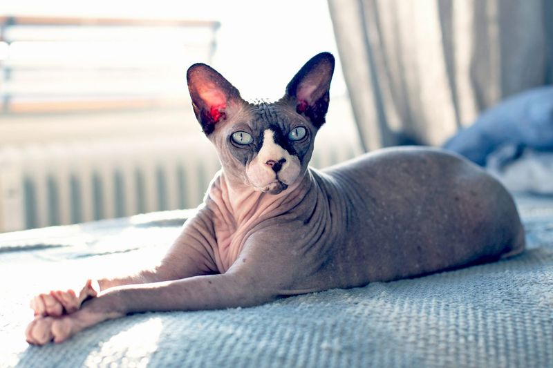 Sphynx