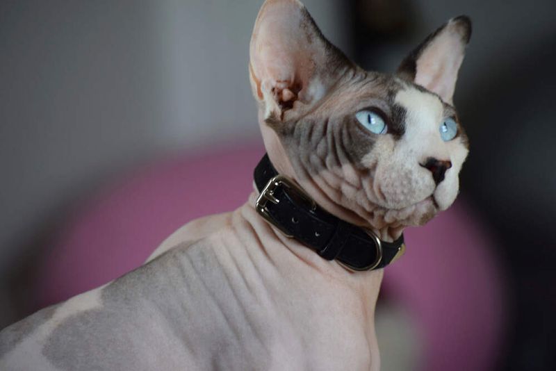 Sphynx