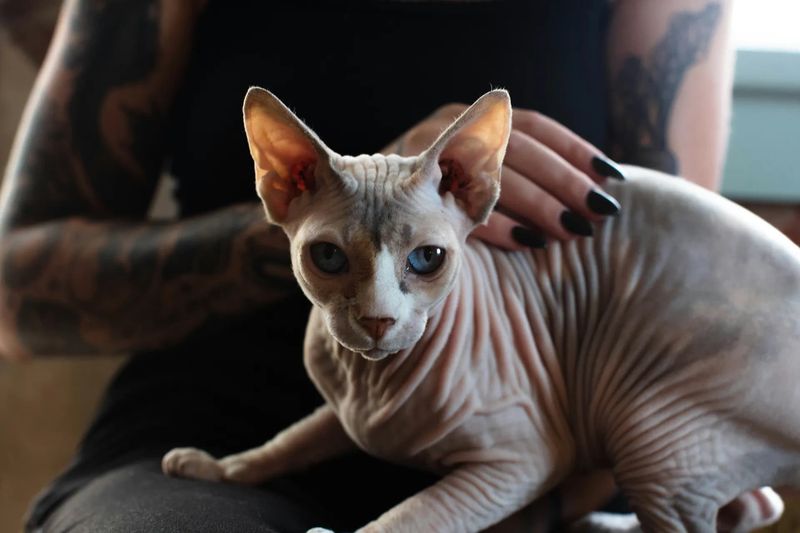 Sphynx