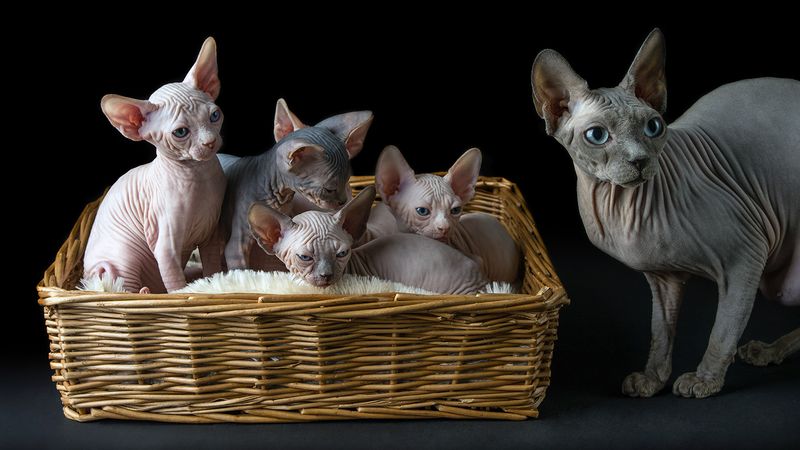 Sphynx