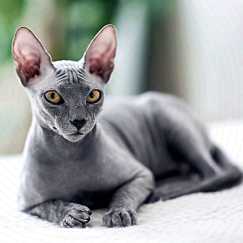 Sphynx