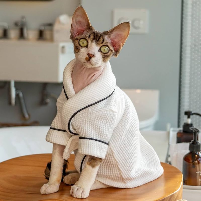 Sphynx