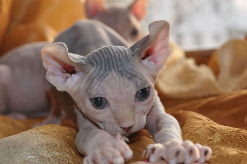 Sphynx