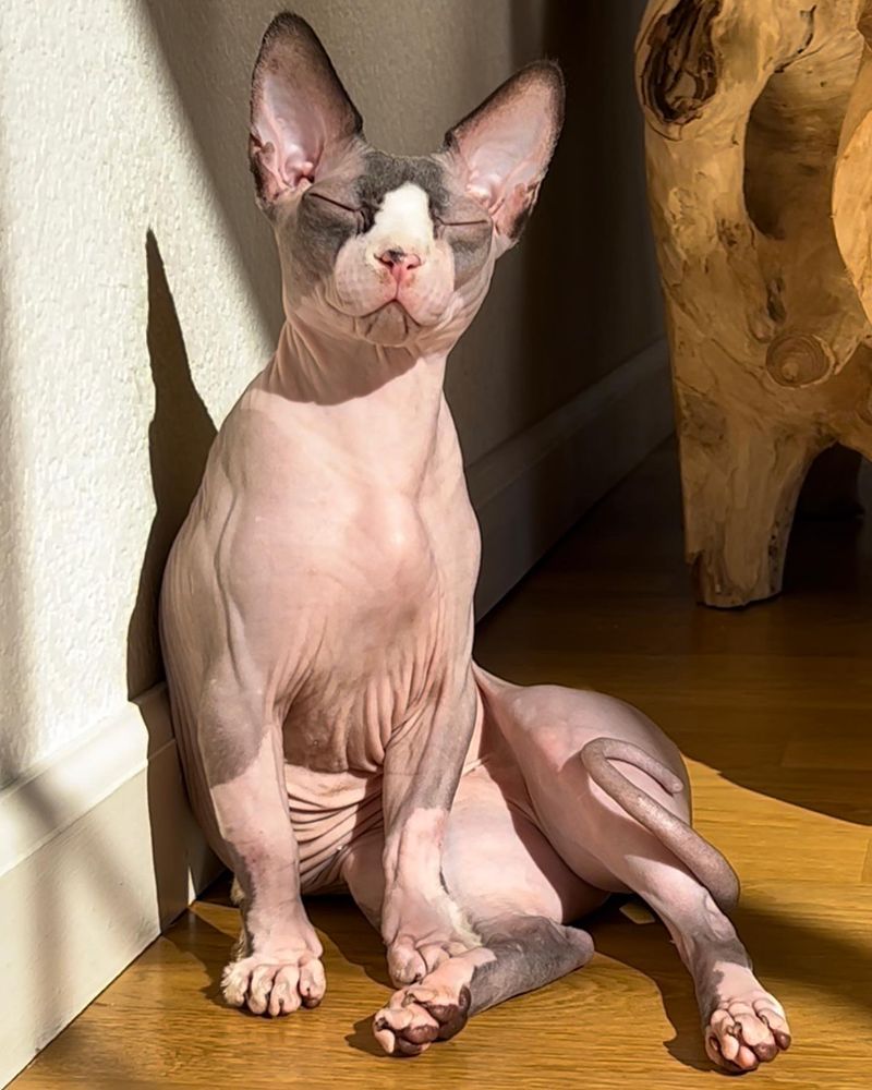 Sphynx