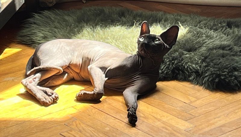 Sphynx