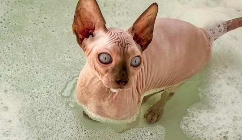 Sphynx