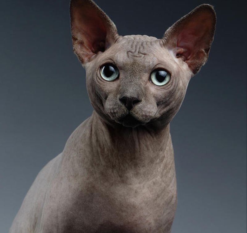 Sphynx