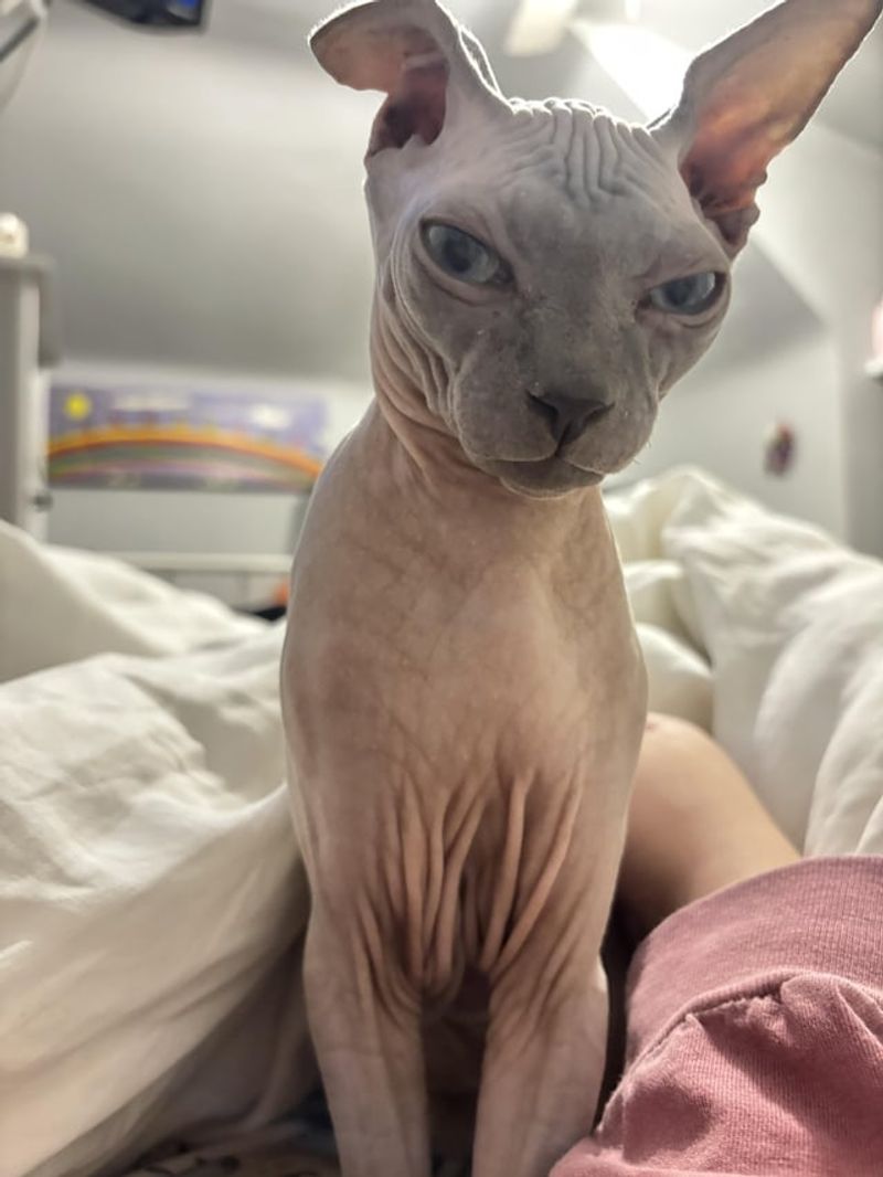 Sphynx