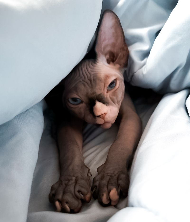 Sphynx