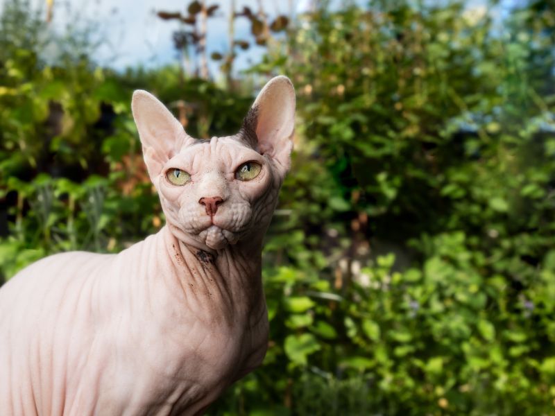 Sphynx