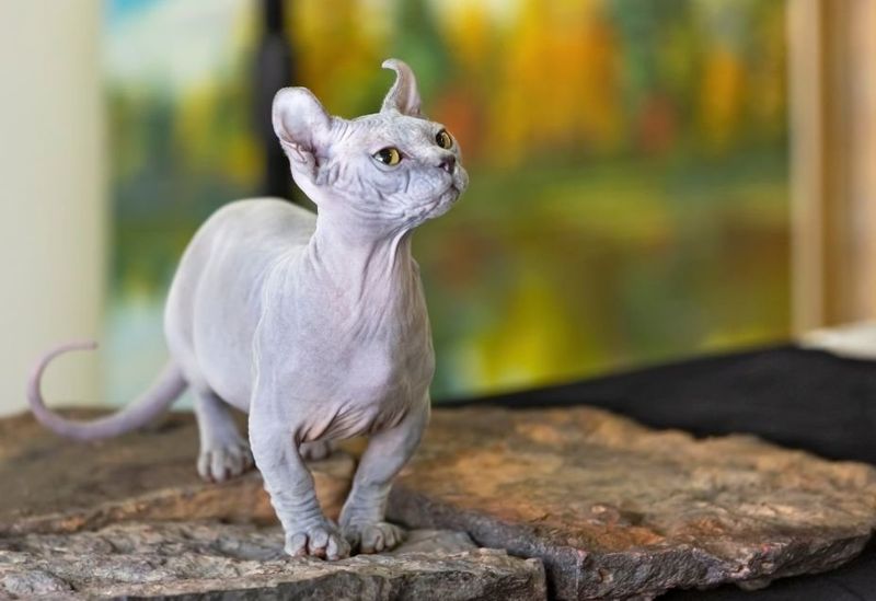 Sphynx
