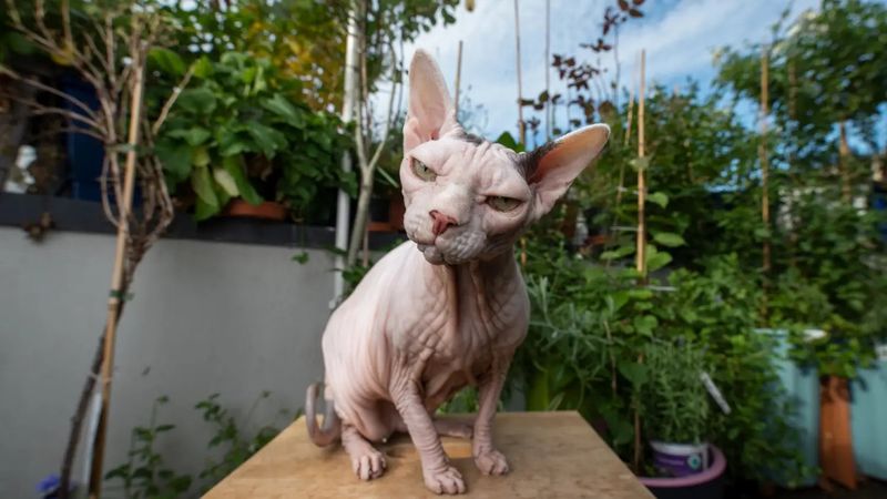 Sphynx Cats