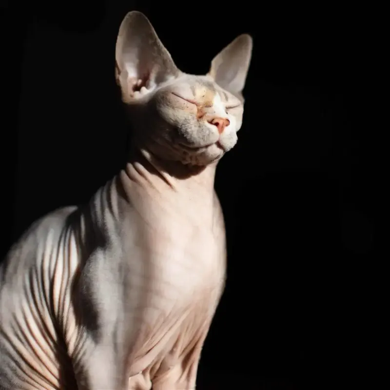 Sphynx Cats