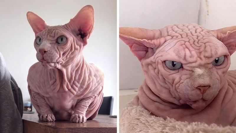 Sphynx Sensation