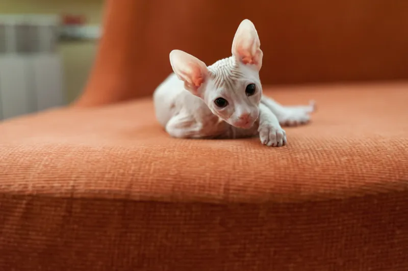 Sphynx