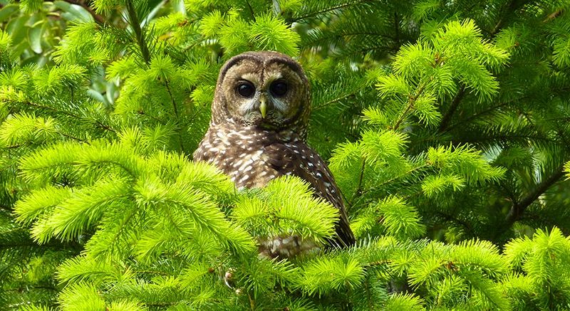 Spotted Owl