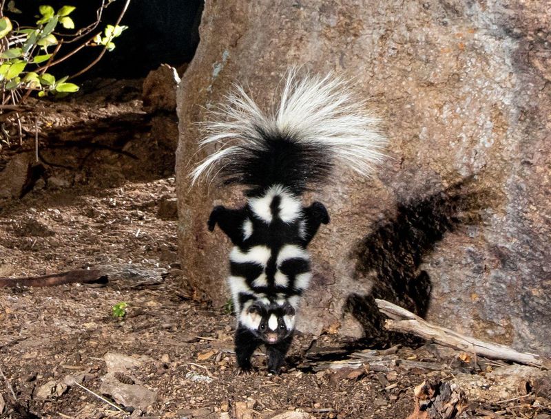 Spotted Skunk