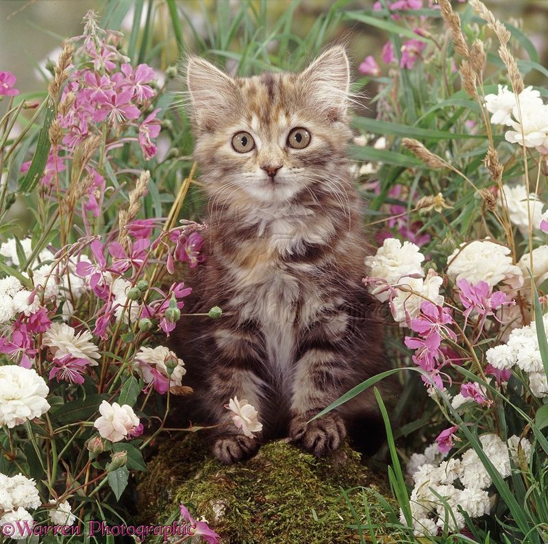 Spotted Tabby