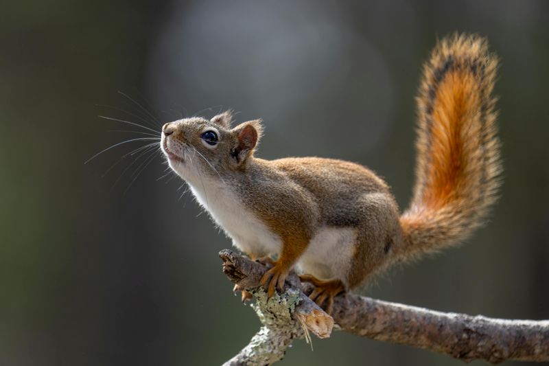 Squirrels