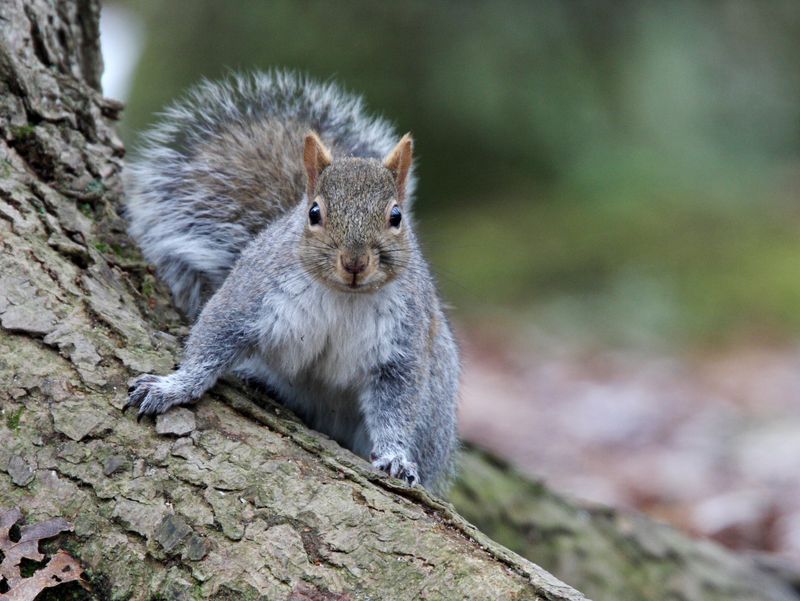 Squirrels