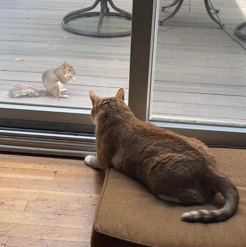 Squirrels