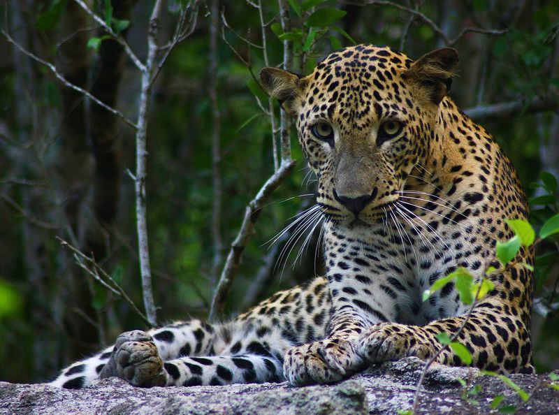 Sri Lankan Leopard