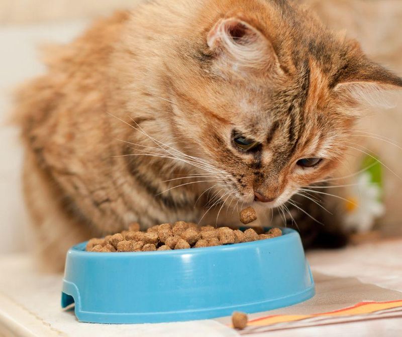 Stick to a Regular Feeding Schedule