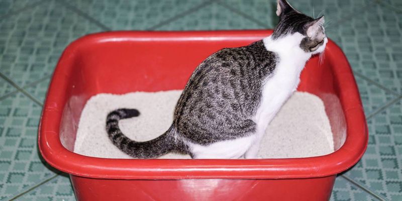 Straining in the Litter Box