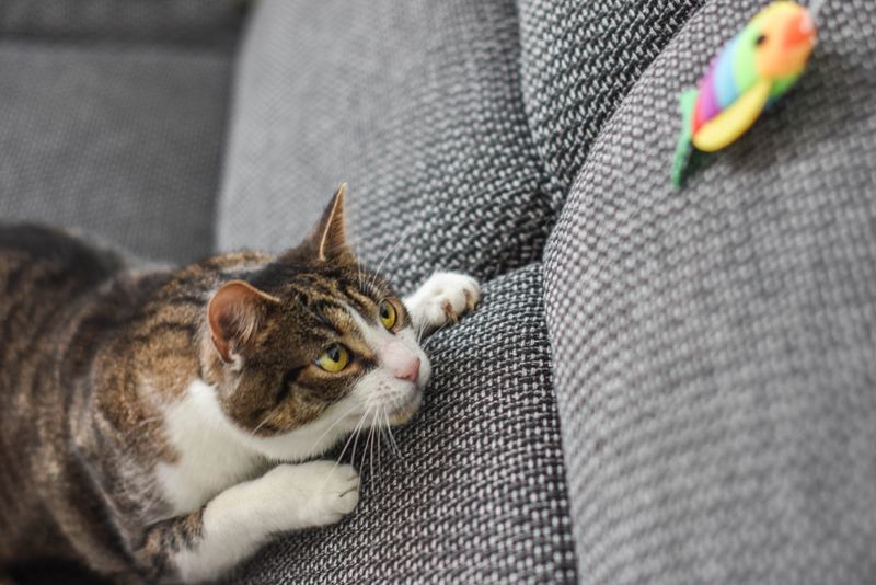 Strange Hunting Behaviors with Toys